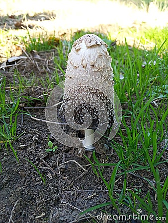 CoprinusÂ is a smallÂ genusÂ ofÂ mushroom-formingÂ fungiÂ consisting ofÂ Coprinus comatusÂ - the shaggy ink cap Stock Photo